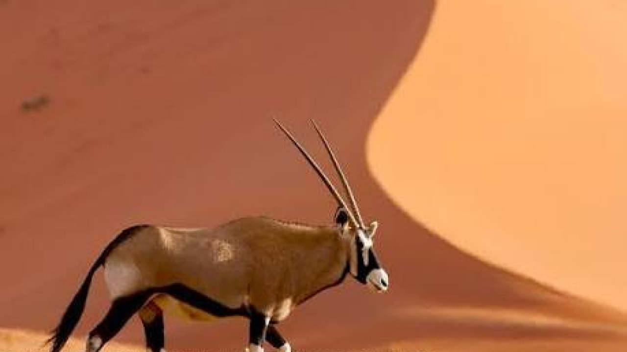 Shaumari Wildlife Reserve Travel Guide: Oryx Safaris & Desert Wildlife Spotting