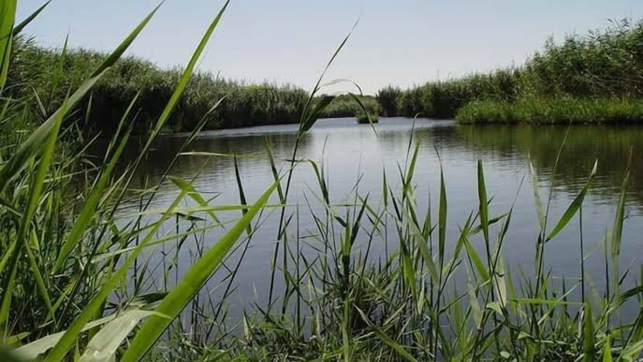 Azraq Wetland Reserve: Jordan's Desert Oasis and Migratory Birds