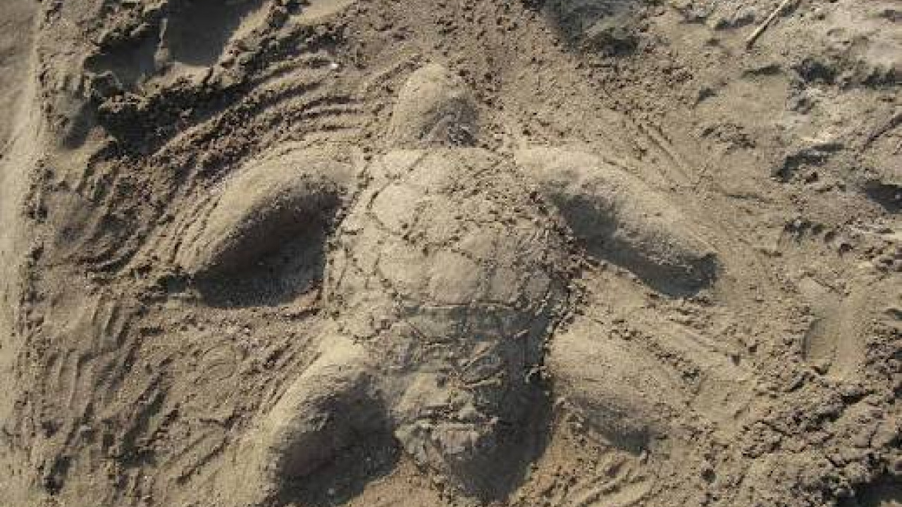 Guide de la Plage d'İztuzu et des Caretta Caretta à Dalyan