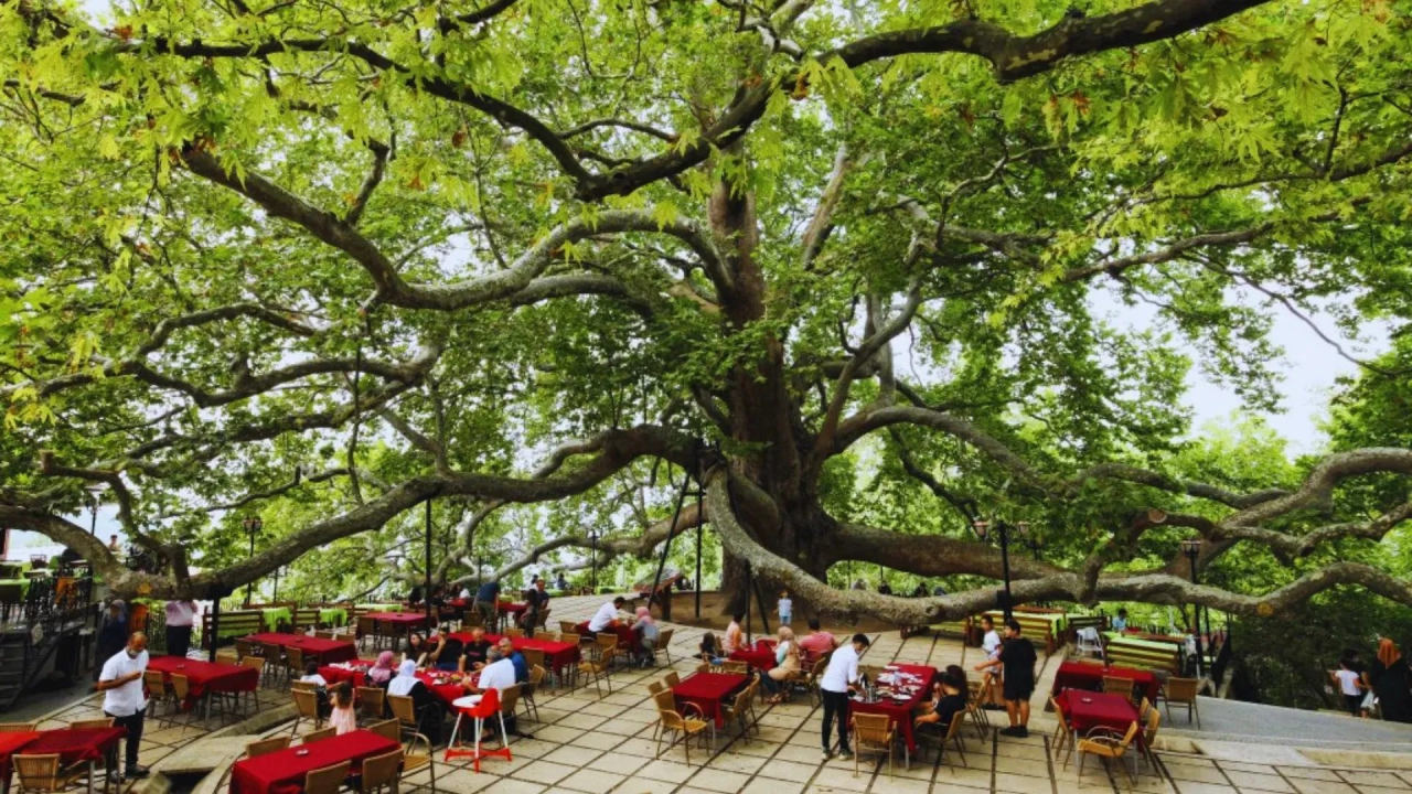 The Ultimate Day Trip from Istanbul to Bursa: A Cultural Journey Through Ottoman History, Uludağ, and Ancient Plane Trees