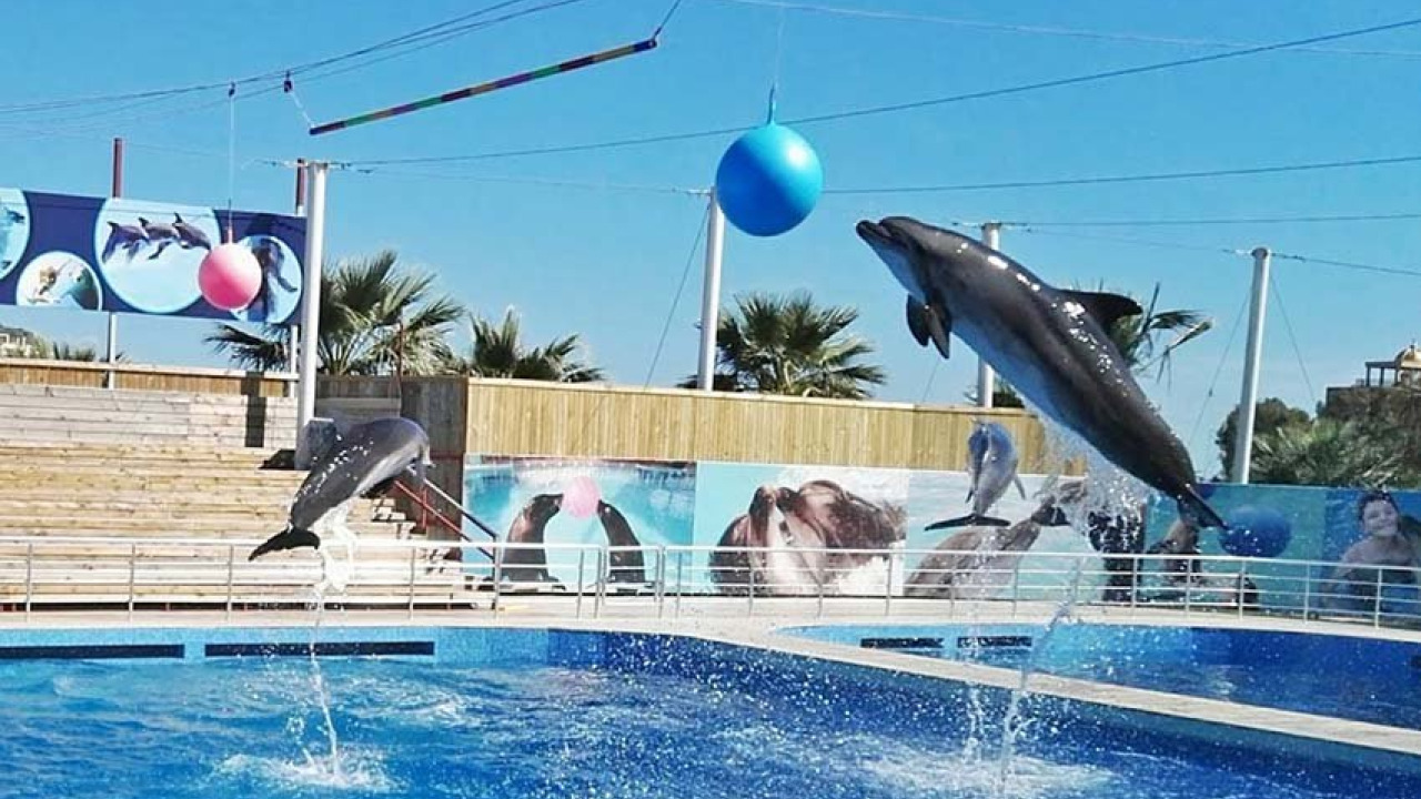 Family Fun on the Antalya Coast: The Ultimate Lara and Kundu Dolphin Show Guide