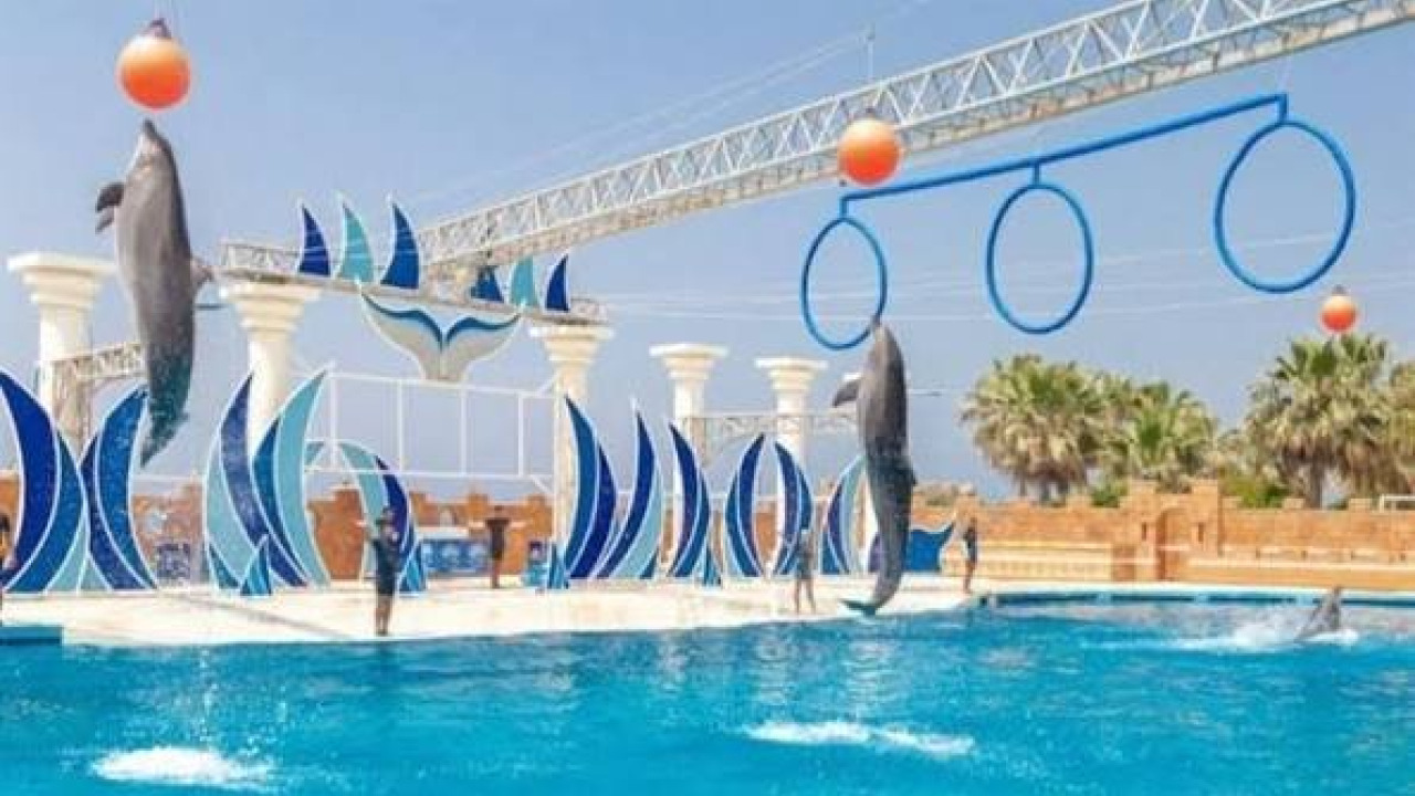 A Fun-Filled Day with Kids in Lara and Kundu: Mediterranean Dolphin Park Experience & Travel Tips