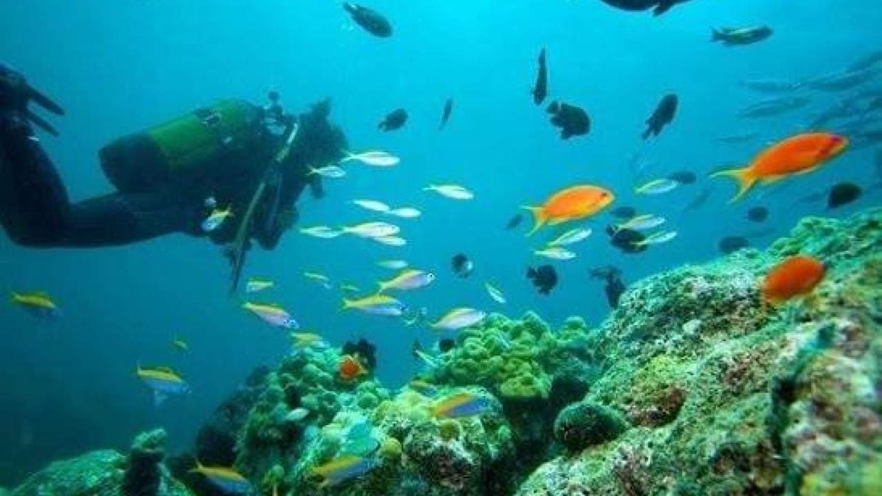 Le Profondità Blu del Mediterraneo: Guida al Diving tra i Canyon e le Barriere di Kaş